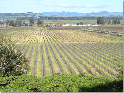 The view from Gloria Ferrer winery 