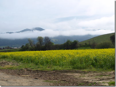 mustard in the valley
