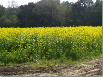 Northern Napa Mustard 