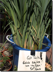 Coply Square Farmer's Market Cat Tails 