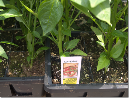 cayenne peppers 