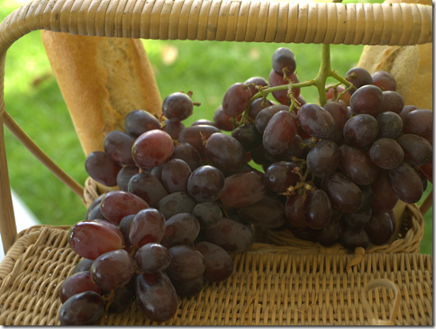 Newport Vineyards grapes 