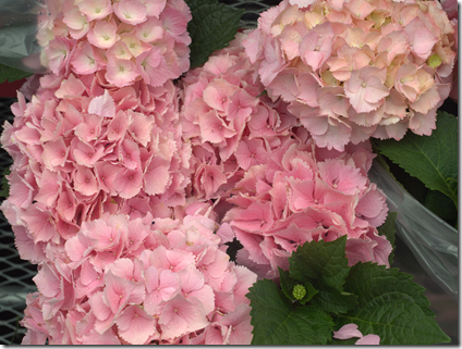 hydrangeas