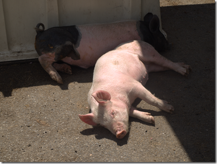 Great Brook Farm Pigs