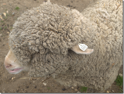 Great Brook Farm Sheep 