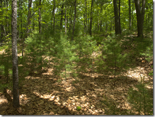 Great Brook Farm Forest 