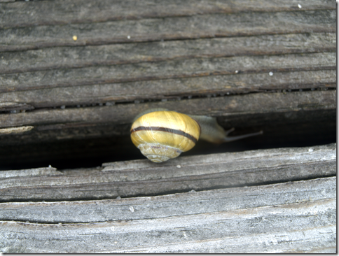 beach snail 