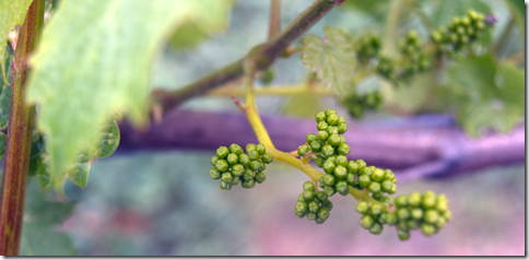 Truro Vineyards Grapes 