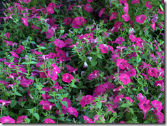 Copley Square flowers 