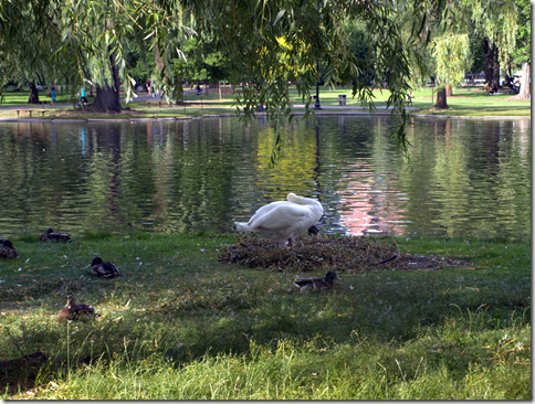 Public Garden swan 