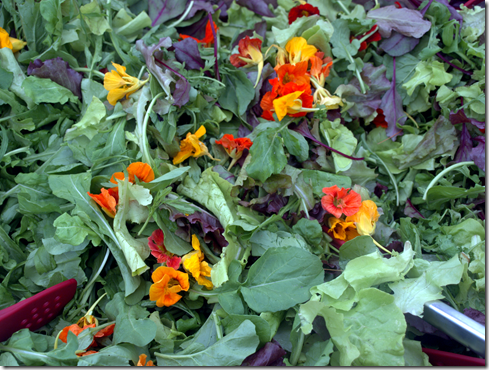 mixed greens and edible flowers 