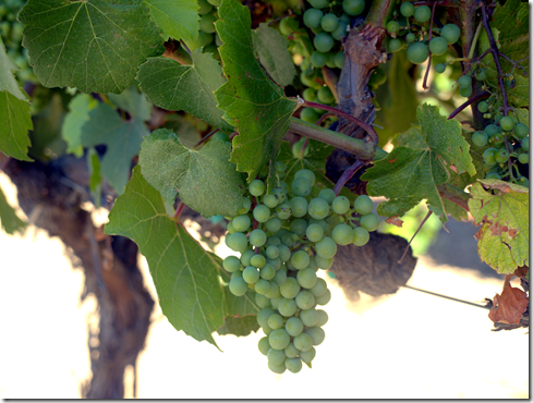 Dry Creek Valley grapes 