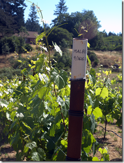 Malbec grapes 