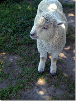 baby lamb 