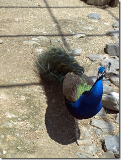 peacock 