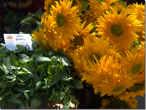 Basil and Sunflowers 