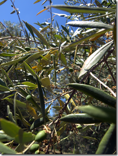 Michel Schlumberger olive trees