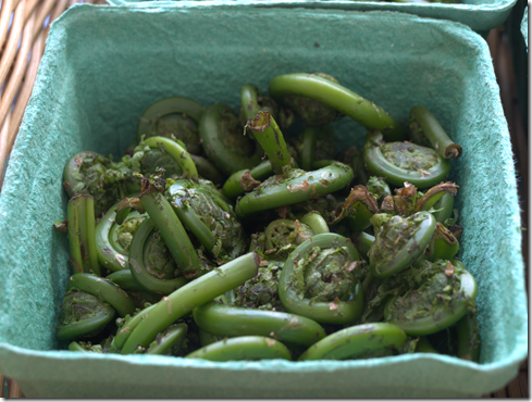 fiddlehead ferns