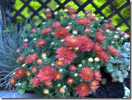 fall mums