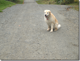 Golden Retriever 