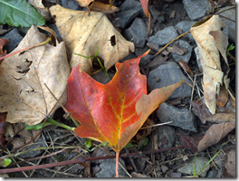 fall in Norwich, VT 