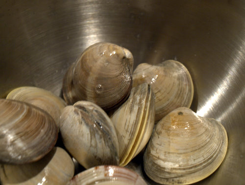 littleneck clams