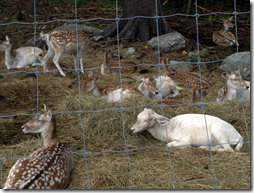 fallow deer