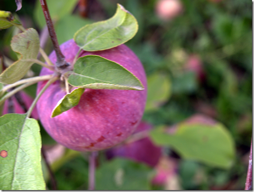 apple picking in MA