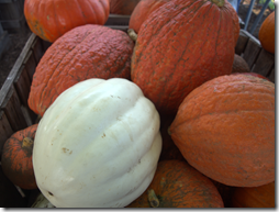 pumpkin picking in MA