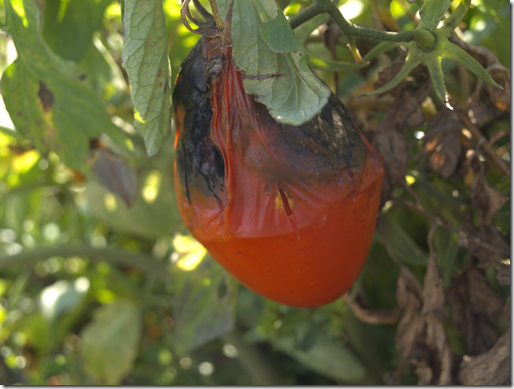 heirloom tomato 