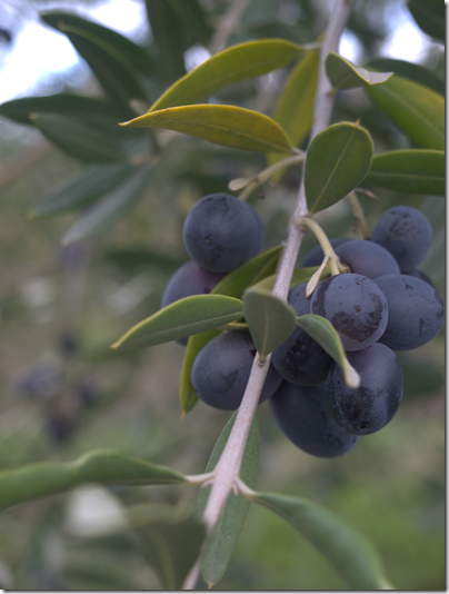 White Oak Winery Olive Tree