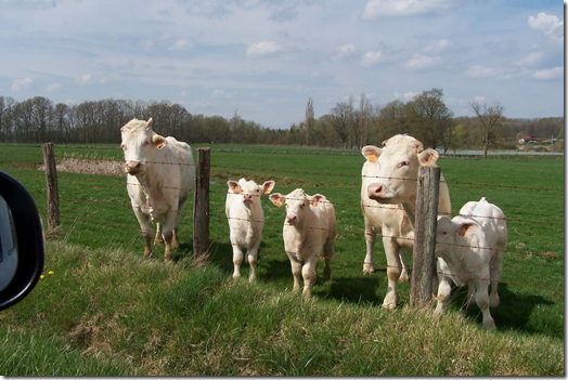 cows in France