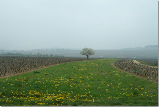 French countryside