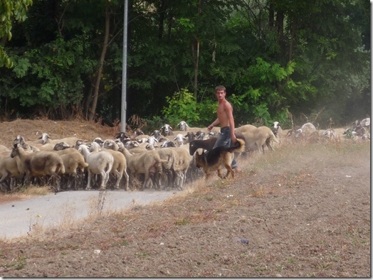 sheep herder in Italy