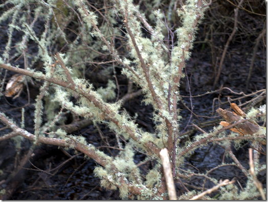 lichen in Connemara