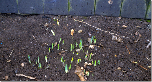 daffodil shoots