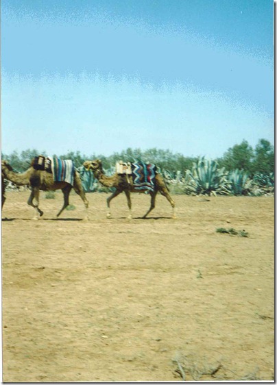riding a camel in Tunisia