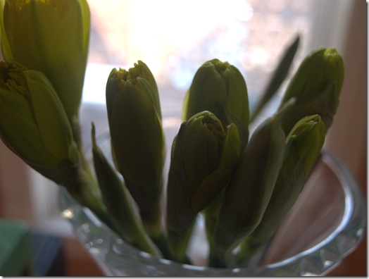 Irish daffodils