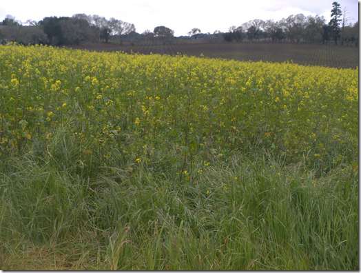 fields of mustard in the Alexander Valley