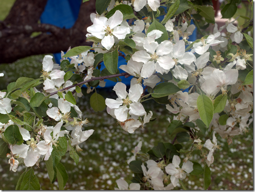 spring flowers