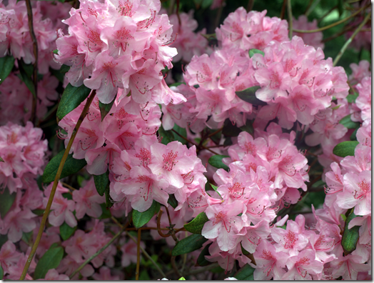 spring flowers