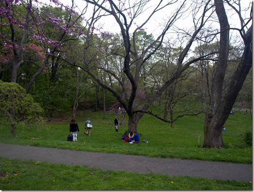 Arnold Arboretum