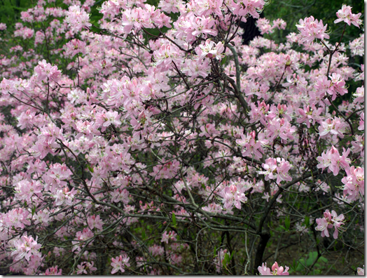 Arnold Arboretum