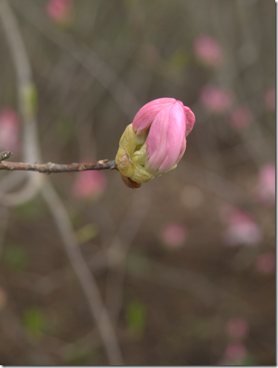 flower bud