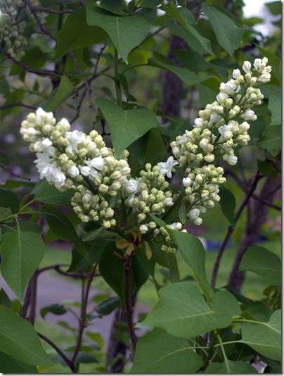 flower bud