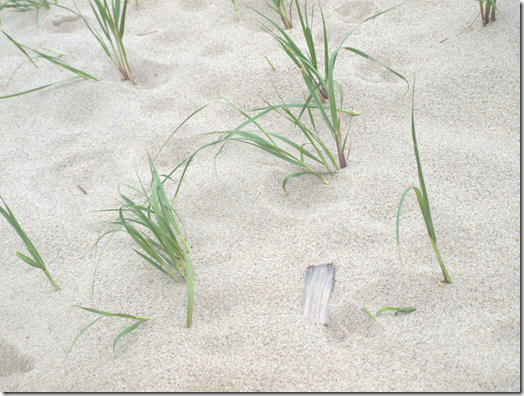 sea grass