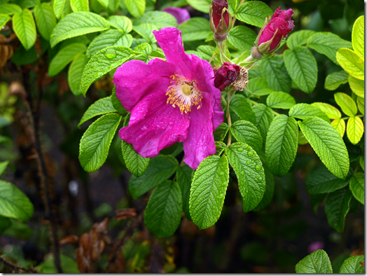 island roses