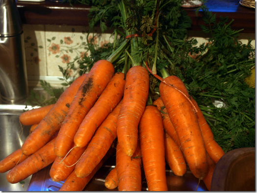 fresh carrots