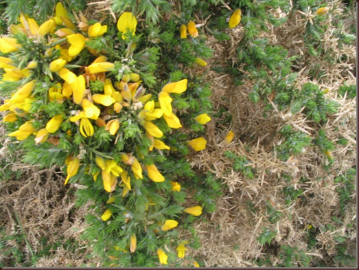 gorse