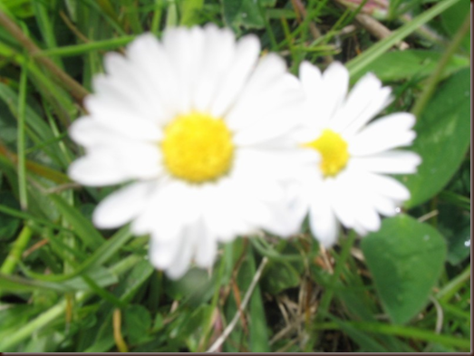 wildflowers in Ireland